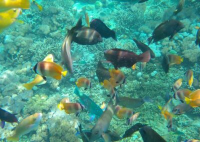 Snorkeling gear Best snorkeling spots Snorkeling safety tips Snorkeling tours Snorkeling for beginners Snorkeling destinations Snorkeling experience Underwater photography snorkeling Coral reef snorkeling Snorkeling travel tips