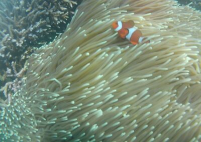 Snorkeling gear Best snorkeling spots Snorkeling safety tips Snorkeling tours Snorkeling for beginners Snorkeling destinations Snorkeling experience Underwater photography snorkeling Coral reef snorkeling Snorkeling travel tips