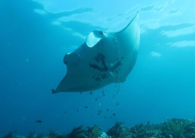 Snorkeling gear Best snorkeling spots Snorkeling safety tips Snorkeling tours Snorkeling for beginners Snorkeling destinations Snorkeling experience Underwater photography snorkeling Coral reef snorkeling Snorkeling travel tips