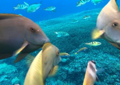 Snorkeling gear Best snorkeling spots Snorkeling safety tips Snorkeling tours Snorkeling for beginners Snorkeling destinations Snorkeling experience Underwater photography snorkeling Coral reef snorkeling Snorkeling travel tips