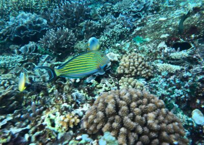 Snorkeling gear Best snorkeling spots Snorkeling safety tips Snorkeling tours Snorkeling for beginners Snorkeling destinations Snorkeling experience Underwater photography snorkeling Coral reef snorkeling Snorkeling travel tips