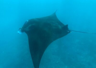 Snorkeling gear Best snorkeling spots Snorkeling safety tips Snorkeling tours Snorkeling for beginners Snorkeling destinations Snorkeling experience Underwater photography snorkeling Coral reef snorkeling Snorkeling travel tips