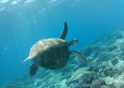 Snorkeling gear Best snorkeling spots Snorkeling safety tips Snorkeling tours Snorkeling for beginners Snorkeling destinations Snorkeling experience Underwater photography snorkeling Coral reef snorkeling Snorkeling travel tips